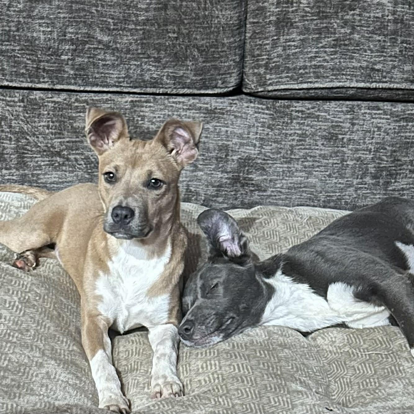 Enlarge HOLLY, a Adoptable mixed breed in allen, TX image 3/4