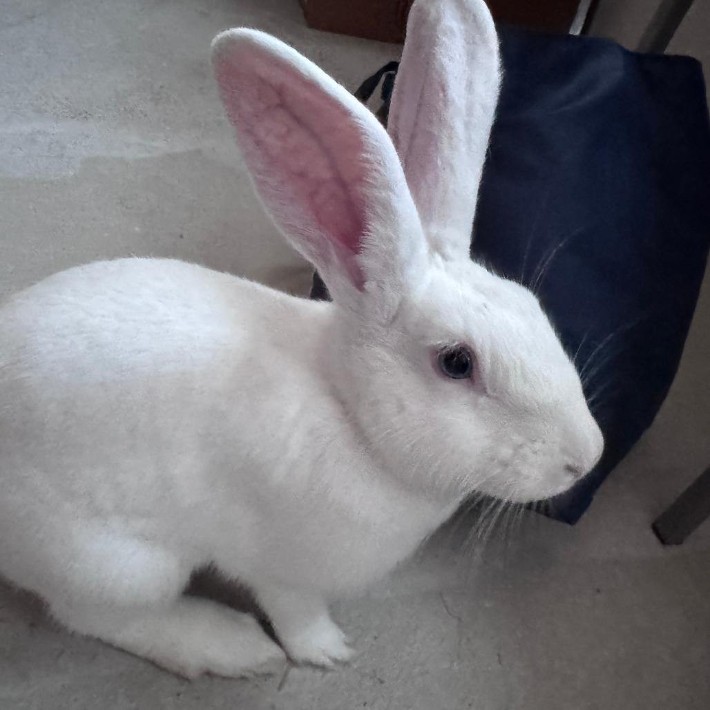 Monte Carlo, Adoptable, Baby Male Bunny Rabbit.
