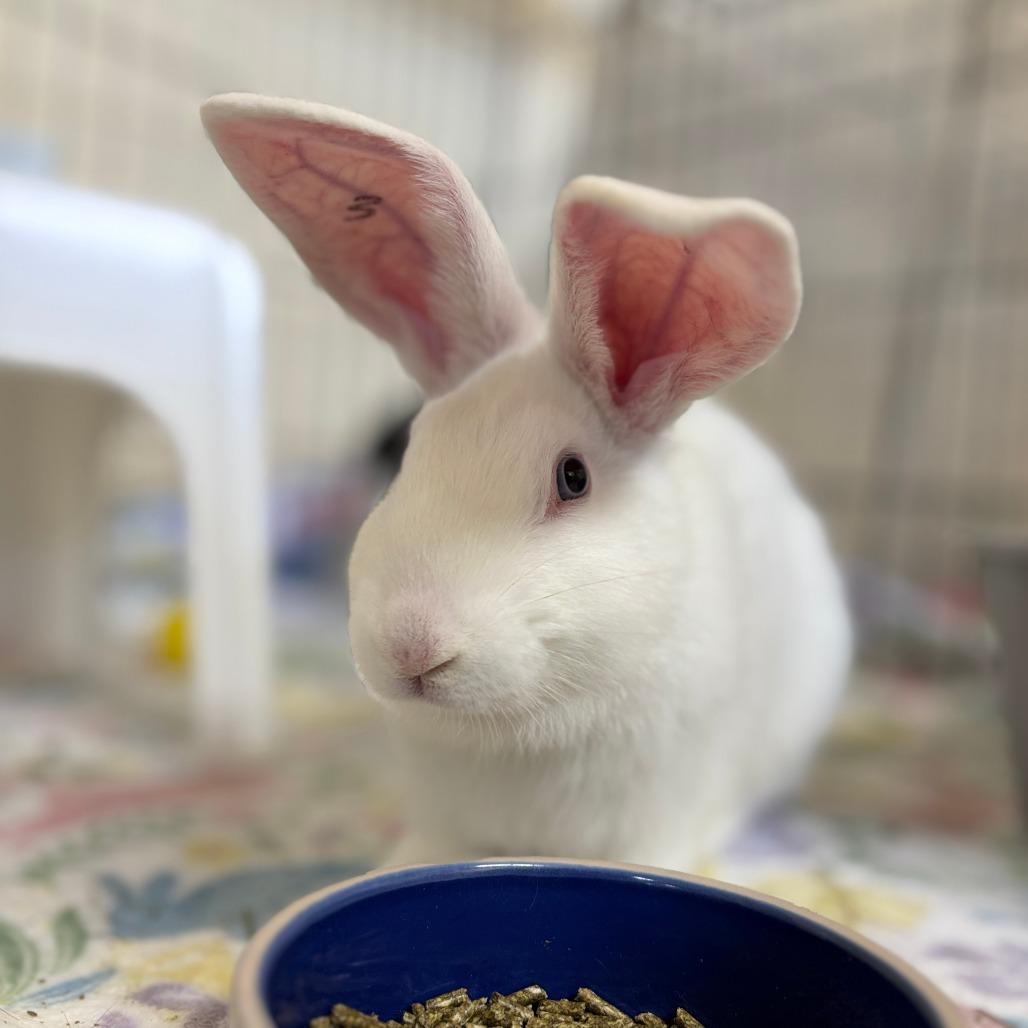 Monte Carlo, a Adoptable Bunny Rabbit in Richmond, CA image 1/6