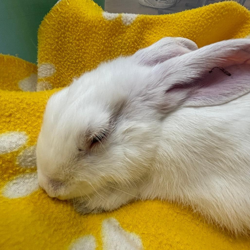 Monte Carlo, a Adoptable Bunny Rabbit in Richmond, CA image 2/6
