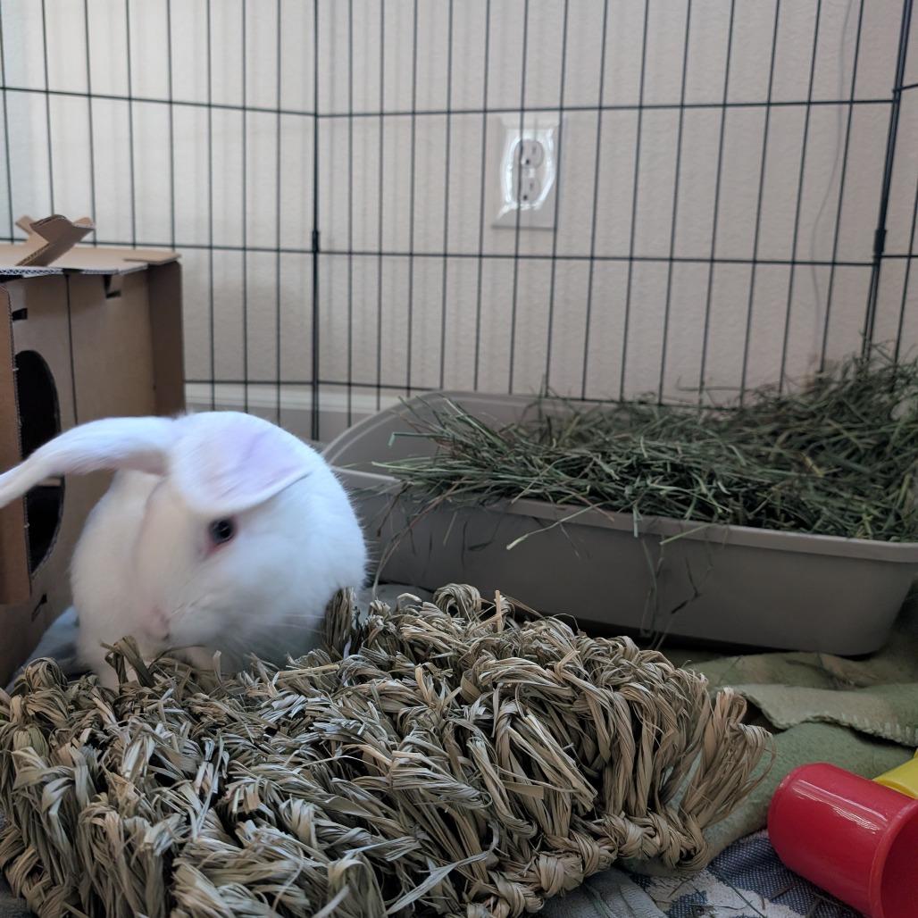 Monte Carlo, a Adoptable Bunny Rabbit in Richmond, CA image 3/6