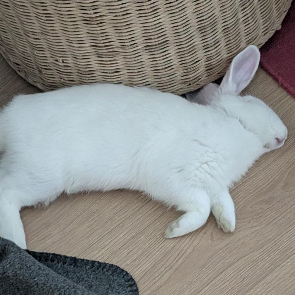 Monte Carlo, a Adoptable Bunny Rabbit in Richmond, CA image 4/6