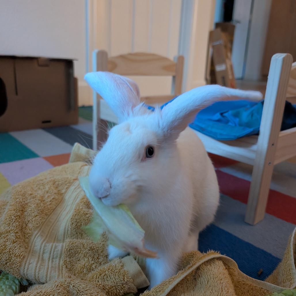Monte Carlo, a Adoptable Bunny Rabbit in Richmond, CA image 5/6