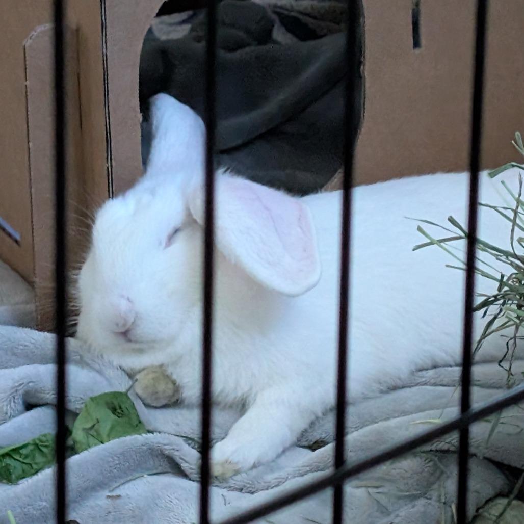 Monte Carlo, a Adoptable Bunny Rabbit in Richmond, CA image 6/6