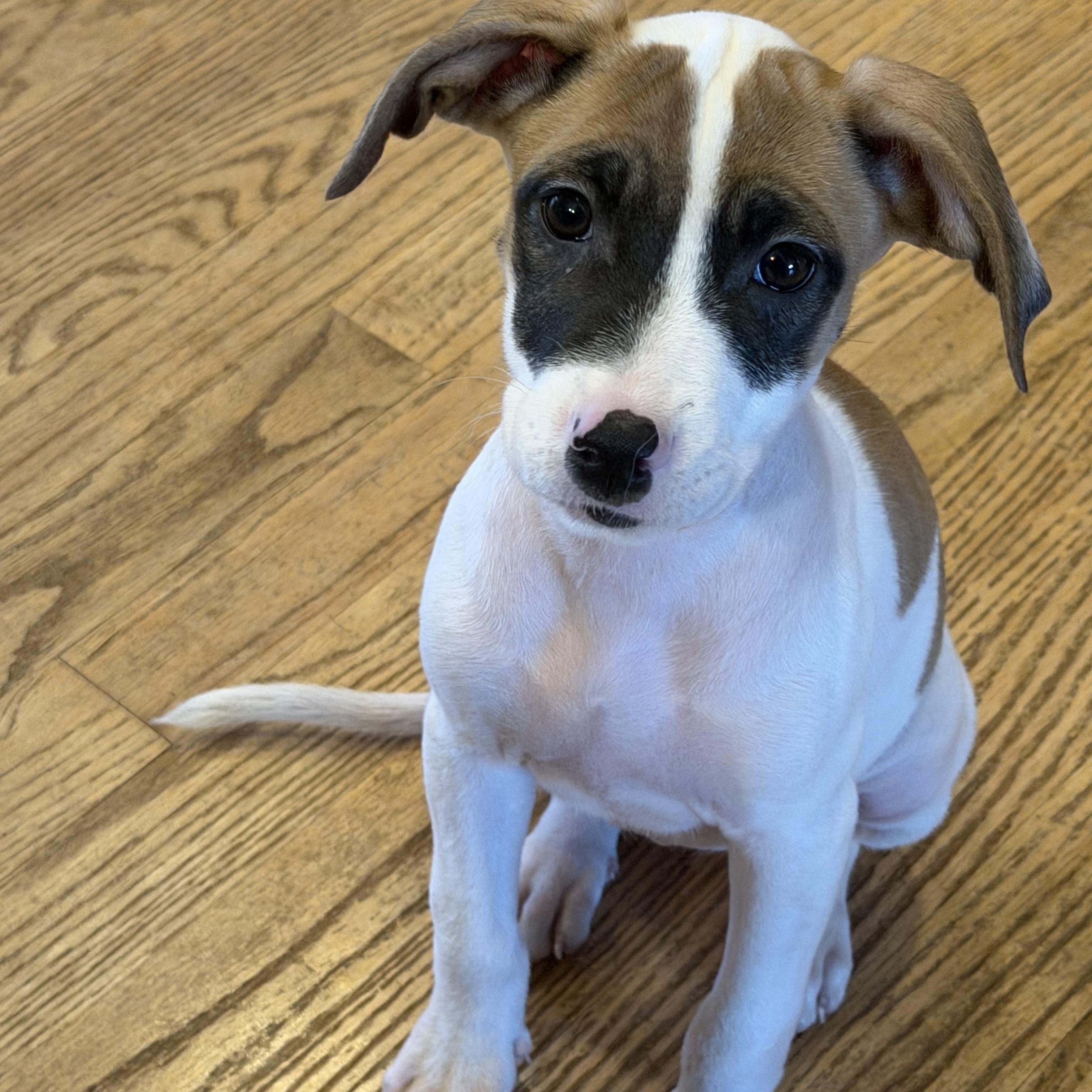 Sunset, ADOPTABLE, Puppy Female Terrier.