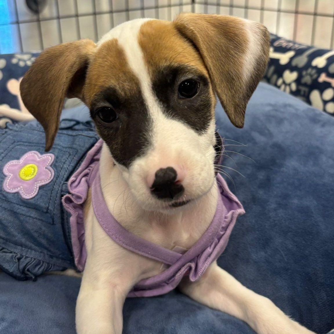 Sunset, ADOPTABLE, Puppy Female Terrier.