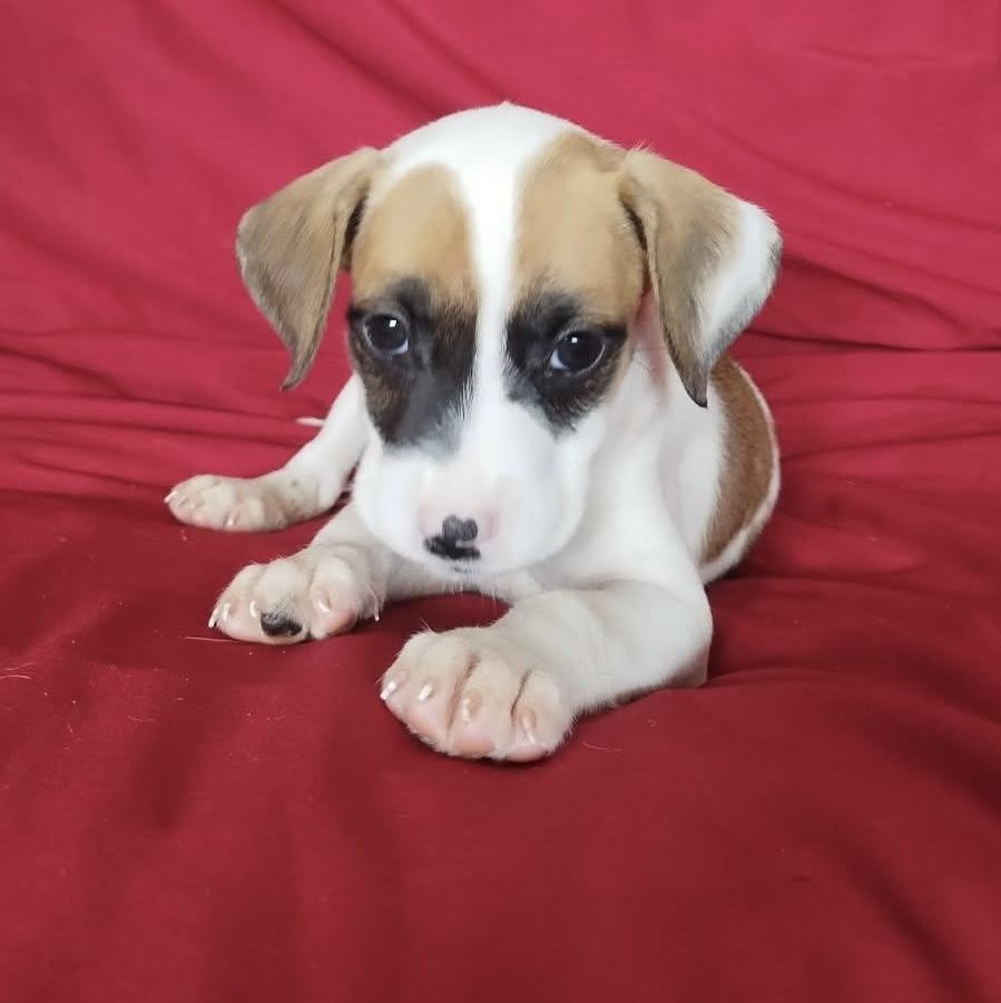 Enlarge Sunset, a ADOPTABLE mixed breed in Warren, NJ image 2/3