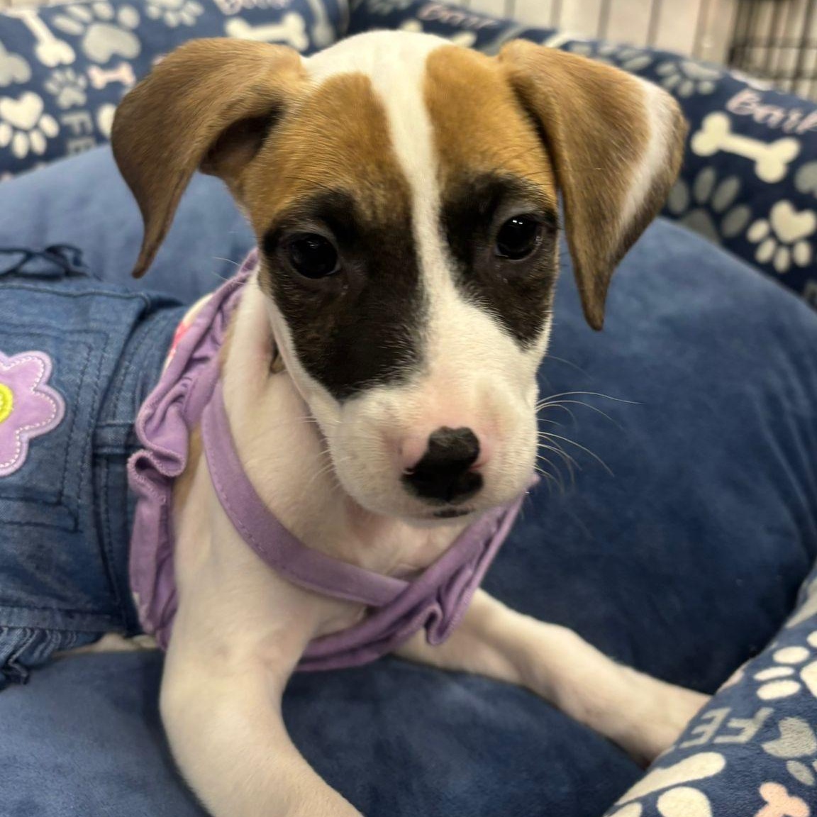 Enlarge Sunset, a ADOPTABLE mixed breed in Warren, NJ image 3/3