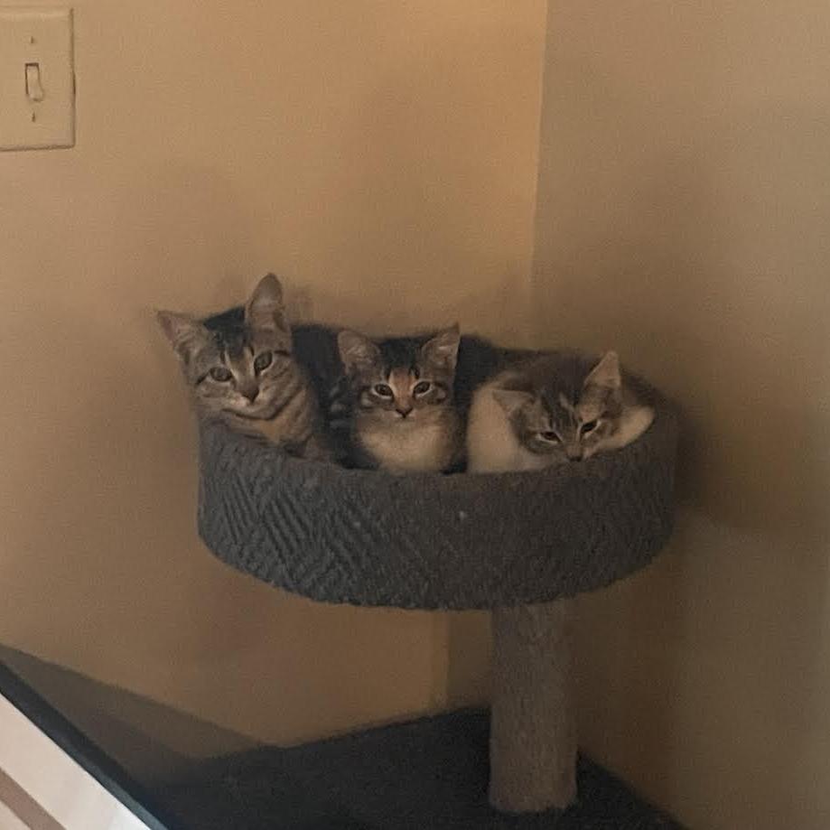 Little One - Social Butterfly! Good w/ Dogs and Cats!, Adoptable, Kitten Male Domestic Short Hair.