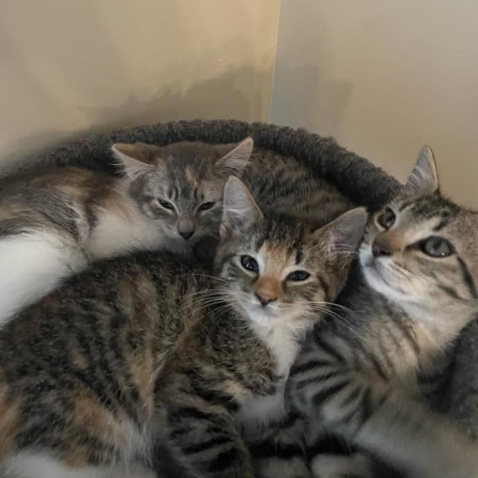 Little One - Social Butterfly! Good w/ Dogs and Cats!, a Adoptable Domestic Short Hair in Flagstaff, AZ image 2/4