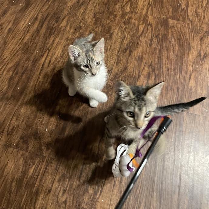 Little One - Social Butterfly! Good w/ Dogs and Cats!, a Adoptable Domestic Short Hair in Flagstaff, AZ image 3/4