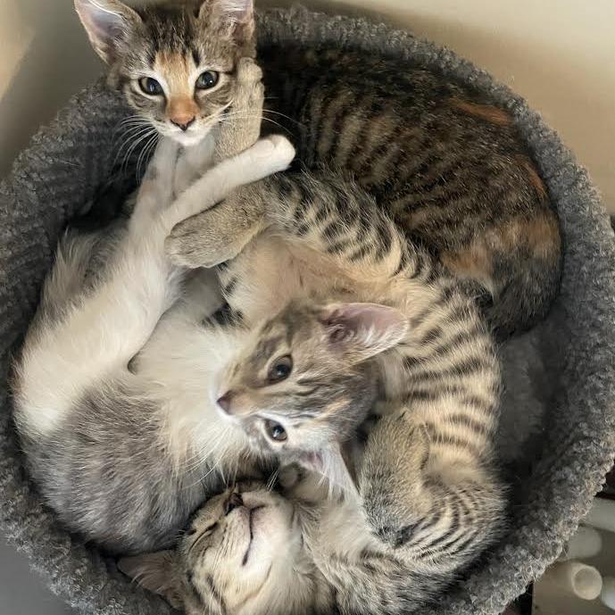 Little One - Social Butterfly! Good w/ Dogs and Cats!, a Adoptable Domestic Short Hair in Flagstaff, AZ image 4/4