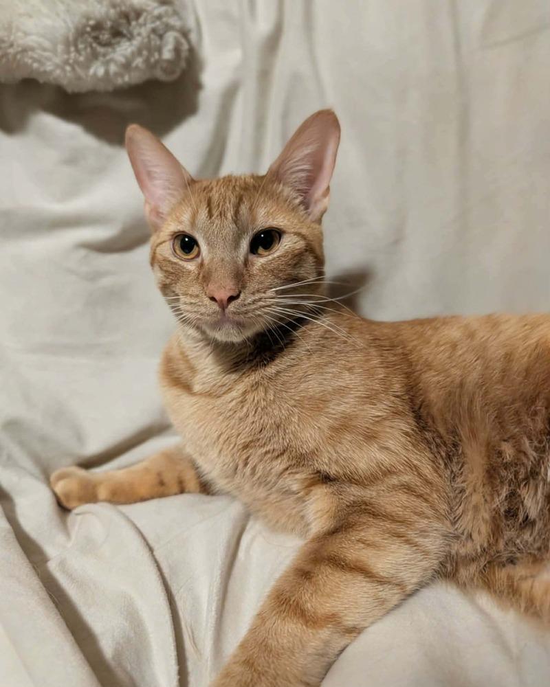 King Rauru, Adoptable, Kitten Male Domestic Short Hair.