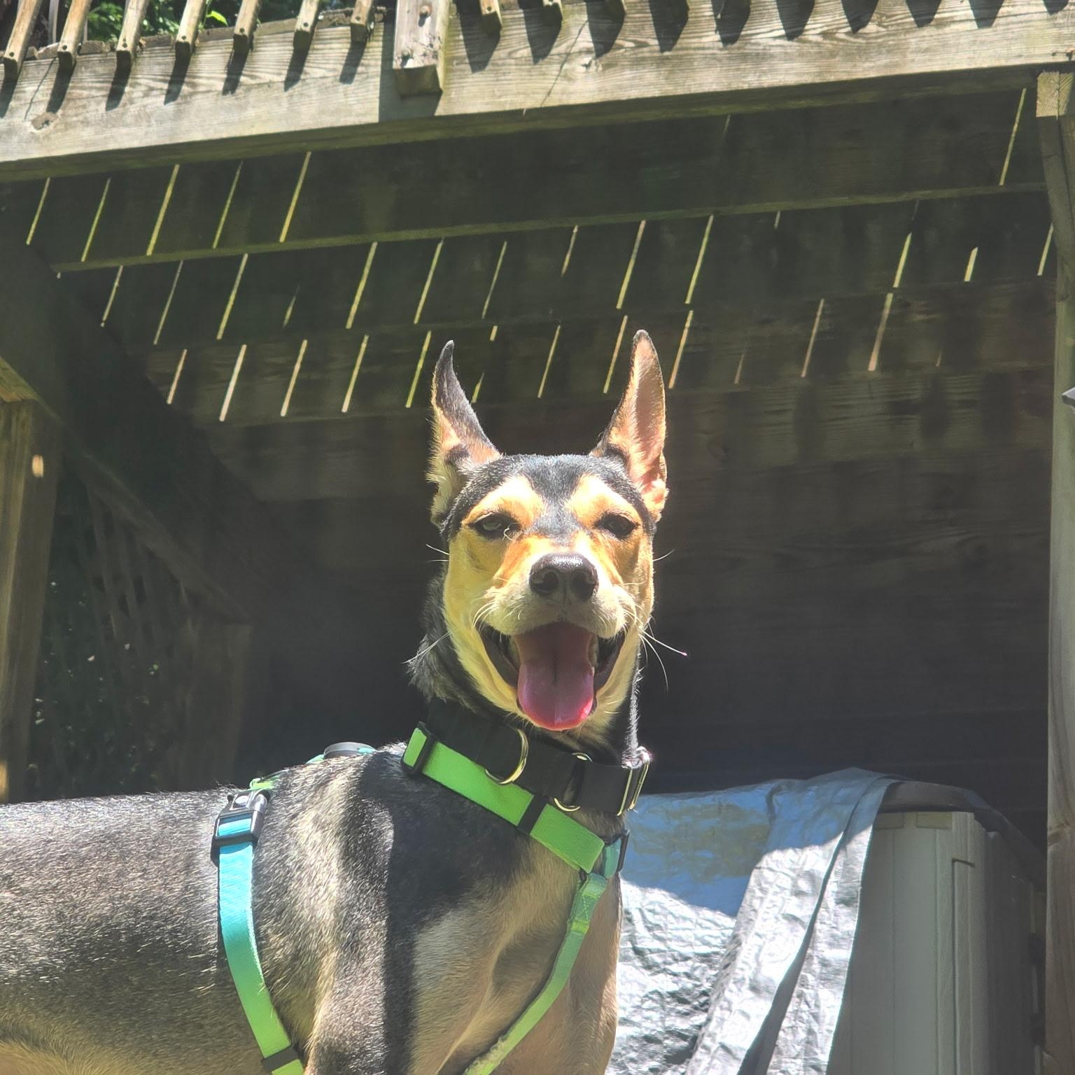 Zack, ADOPTABLE, Young Male Whippet & Doberman Pinscher.