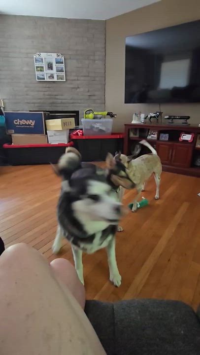 Enlarge Zack, a ADOPTABLE mixed breed in New York, NY video 6/6