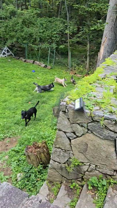 Enlarge Zack, a ADOPTABLE mixed breed in New York, NY video 3/6