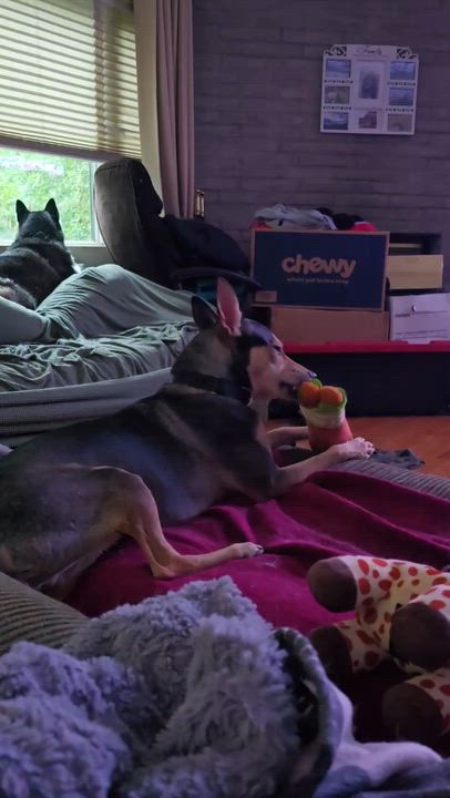Enlarge Zack, a ADOPTABLE mixed breed in New York, NY video 5/6