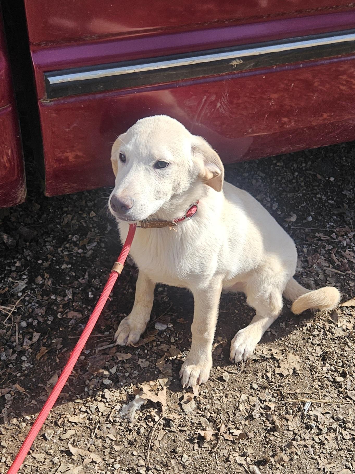 Enlarge Robbie - Come Meet Me!, a ADOPTABLE mixed breed in Medfield, MA image 3/6