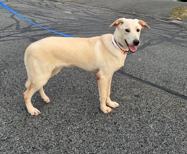 Enlarge Robbie - Come Meet Me!, a ADOPTABLE mixed breed in Medfield, MA image 1/6