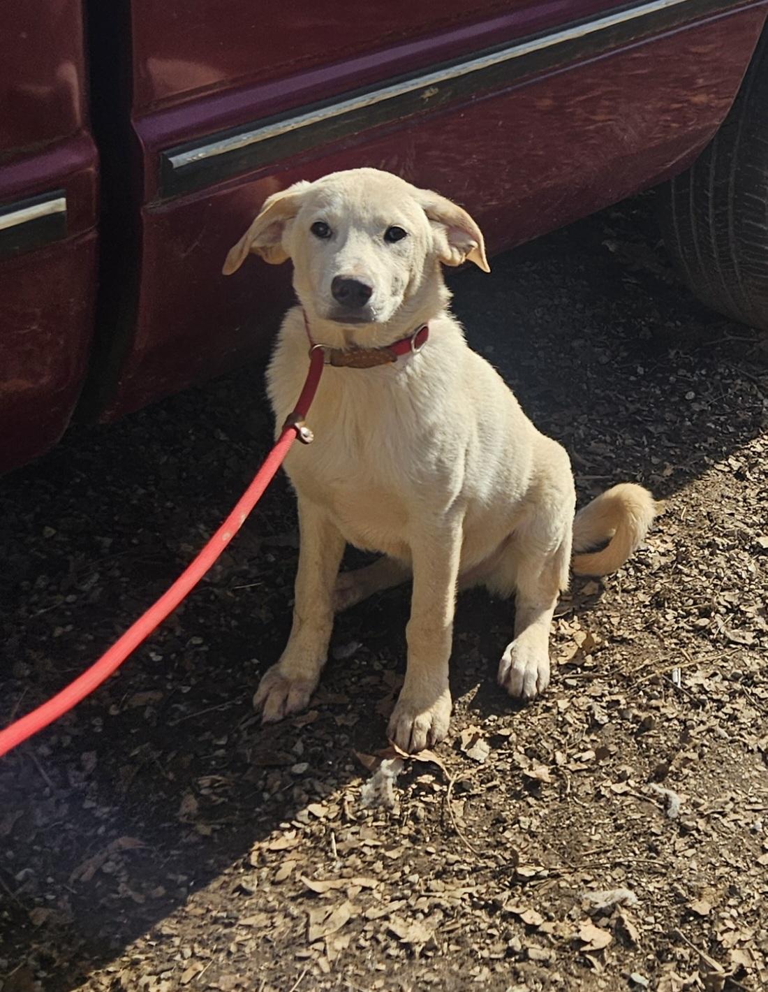 Enlarge Robbie - Come Meet Me!, a ADOPTABLE mixed breed in Medfield, MA image 2/6
