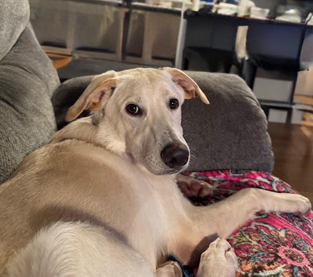 Enlarge Robbie - Come Meet Me!, a ADOPTABLE mixed breed in Medfield, MA image 6/6