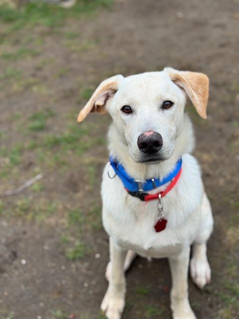 Enlarge Robbie - Come Meet Me!, a ADOPTABLE mixed breed in Medfield, MA image 3/6