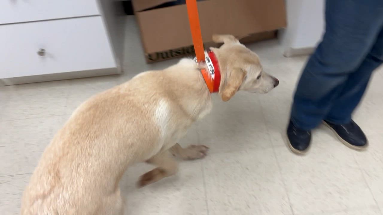 Enlarge Robbie - Come Meet Me!, a ADOPTABLE mixed breed in Medfield, MA video 5/6