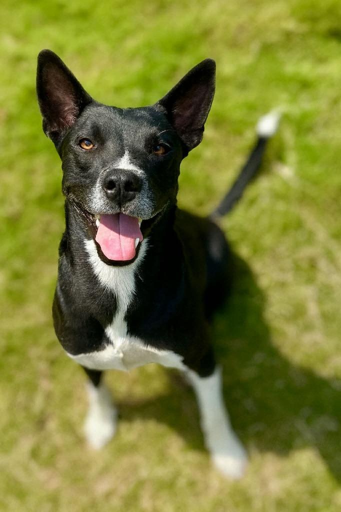 Ollie, Adoptable, Adult Male Australian Kelpie & Border Collie.