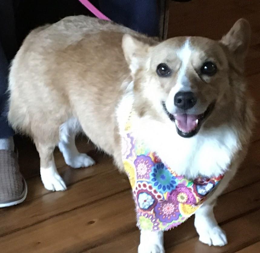 Maggie, a Adoptable Corgi in Lansing, MI image 1/6