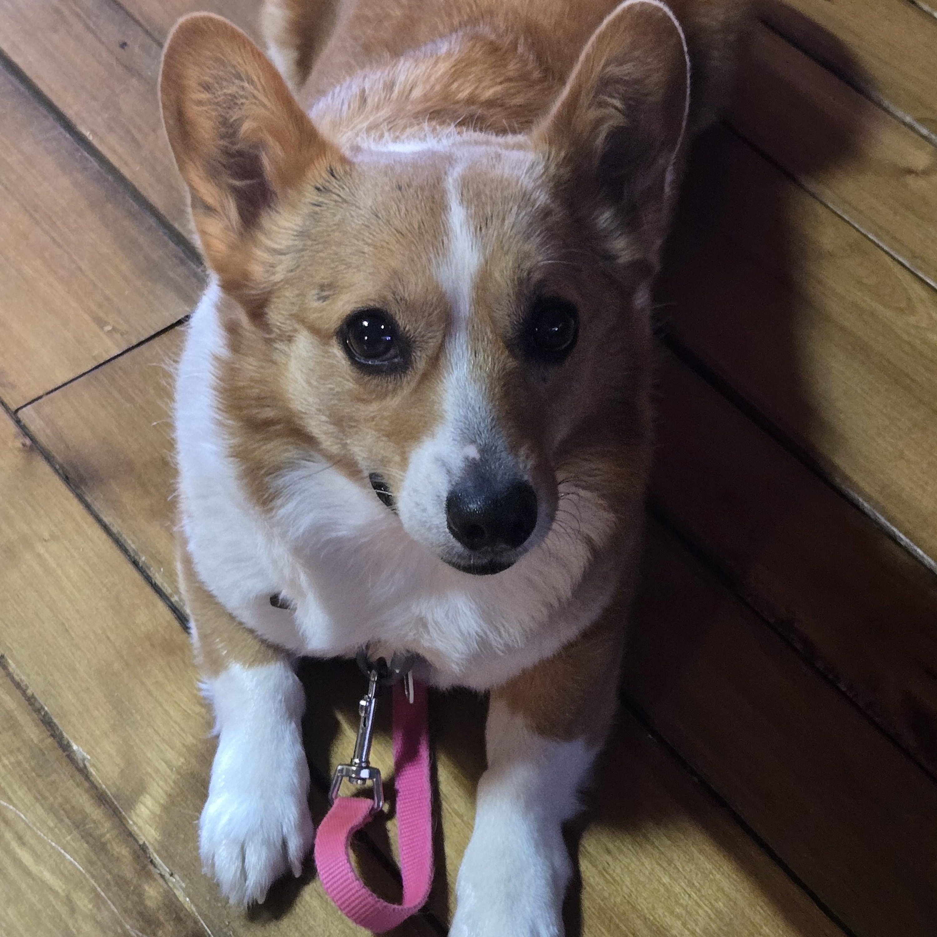 Maggie, a Adoptable Corgi in Lansing, MI image 3/6