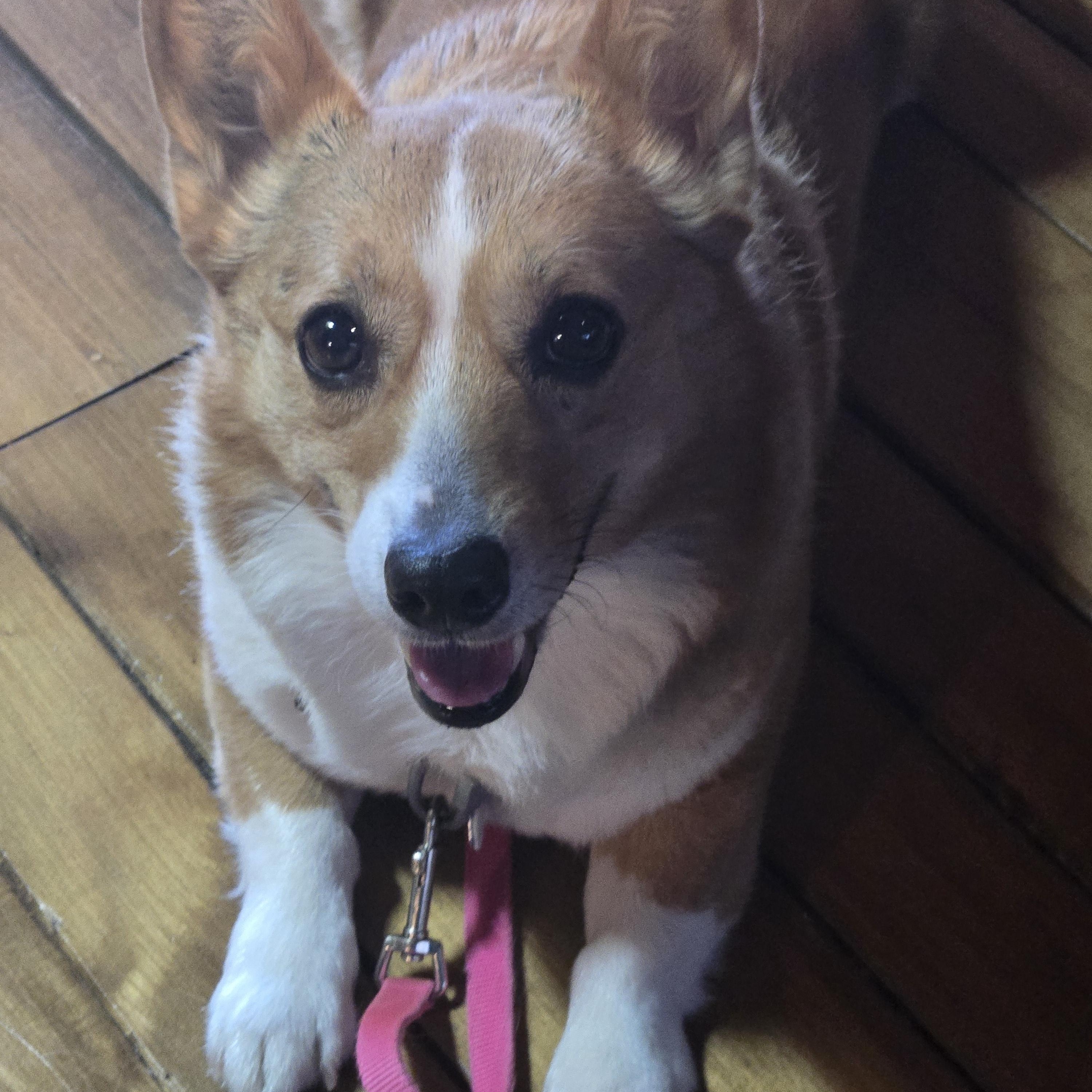 Maggie, a Adoptable Corgi in Lansing, MI image 4/6