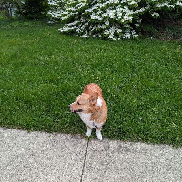 Maggie, a Adoptable Corgi in Lansing, MI image 6/6