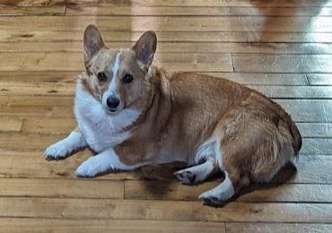 Maggie, a Adoptable Corgi in Lansing, MI image 2/6