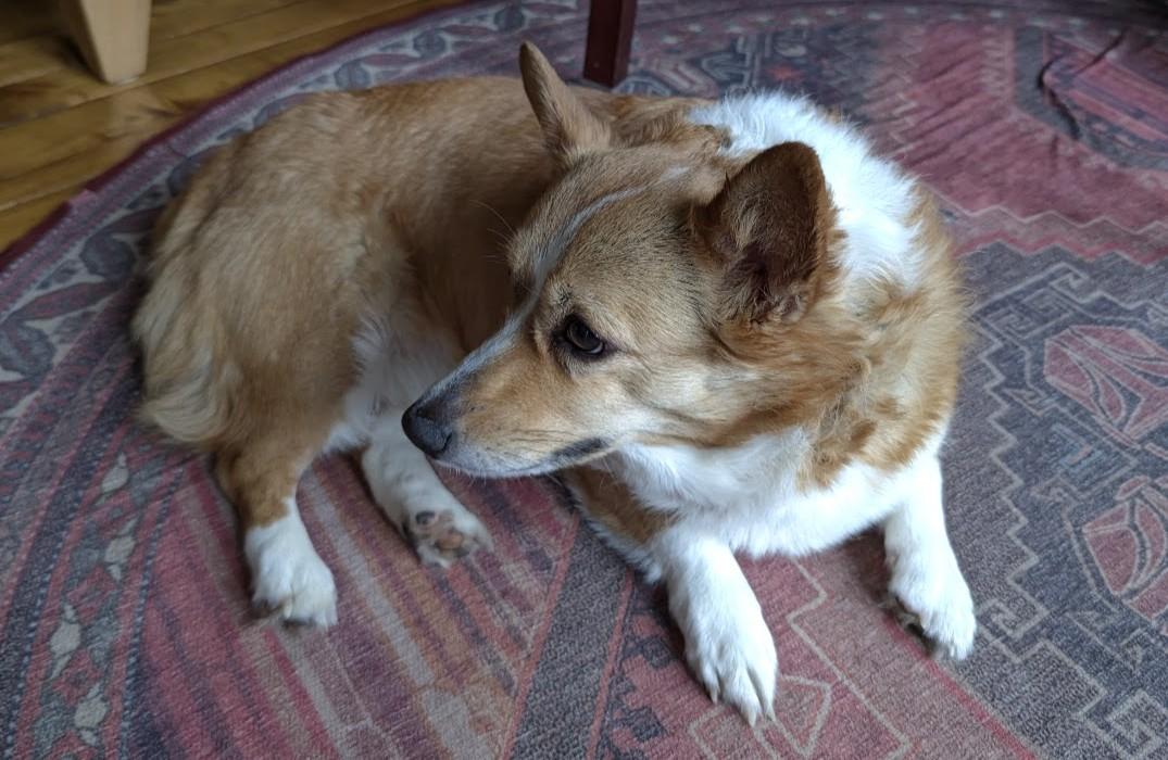 Maggie, a Adoptable Corgi in Lansing, MI image 5/6