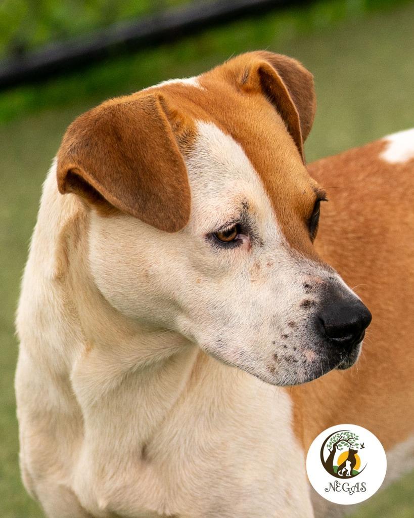 Lucy, Adoptable, Young Female Terrier & Mixed Breed.