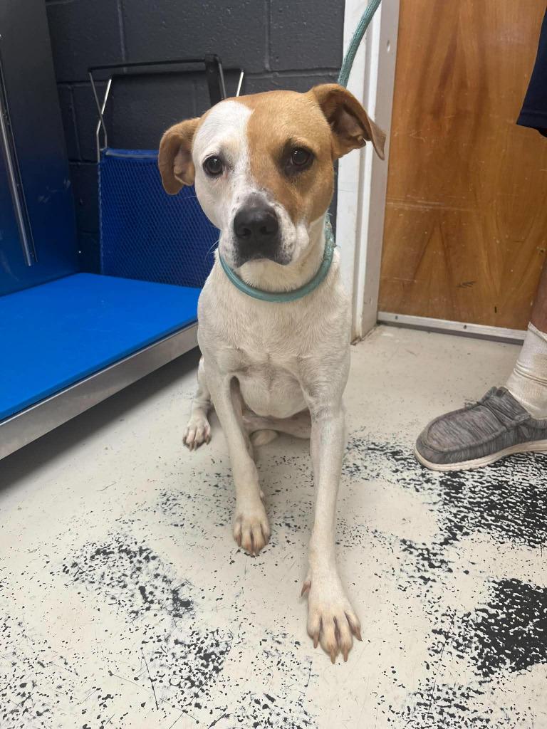 Enlarge Lucy, a Adoptable mixed breed in Lavonia, GA image 2/6