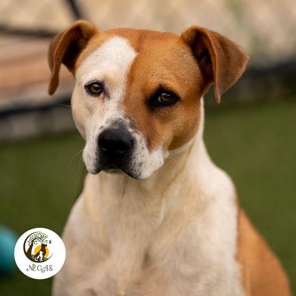 Enlarge Lucy, a Adoptable mixed breed in Lavonia, GA image 3/6