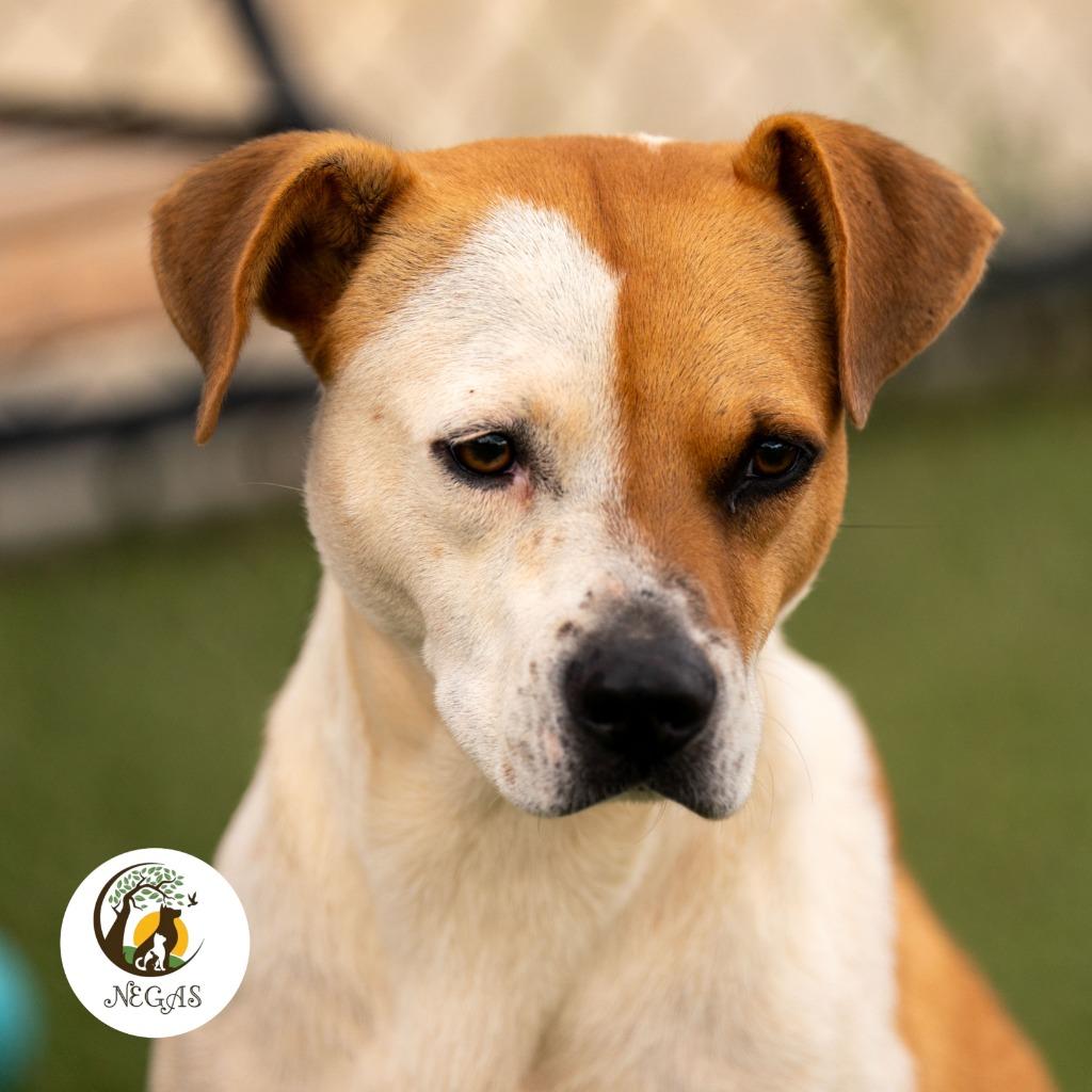 Enlarge Lucy, a Adoptable mixed breed in Lavonia, GA image 4/6