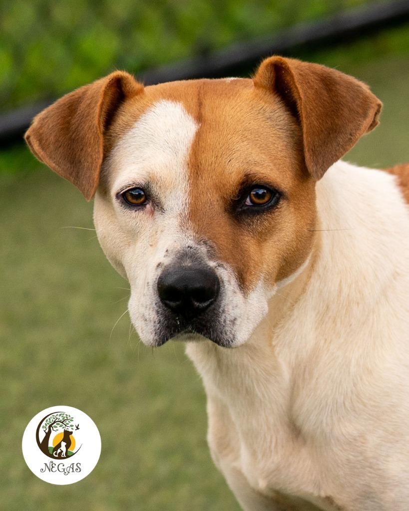 Enlarge Lucy, a Adoptable mixed breed in Lavonia, GA image 5/6