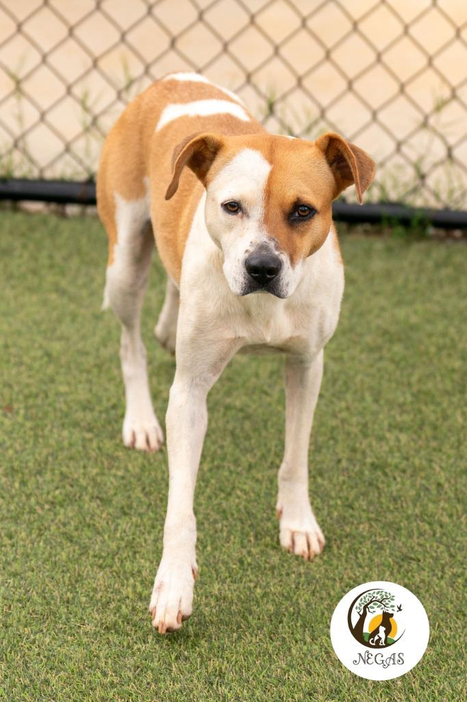 Enlarge Lucy, a Adoptable mixed breed in Lavonia, GA image 6/6