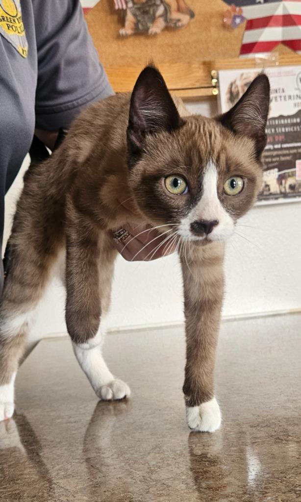 Steve aka brownie, a Adoptable Siamese in Green River, WY image 1/4