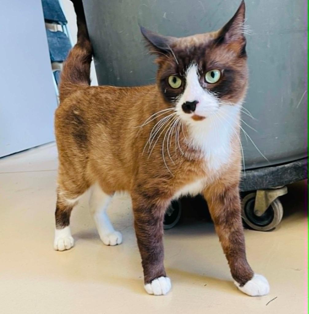 Steve aka brownie, a Adoptable Siamese in Green River, WY image 2/4