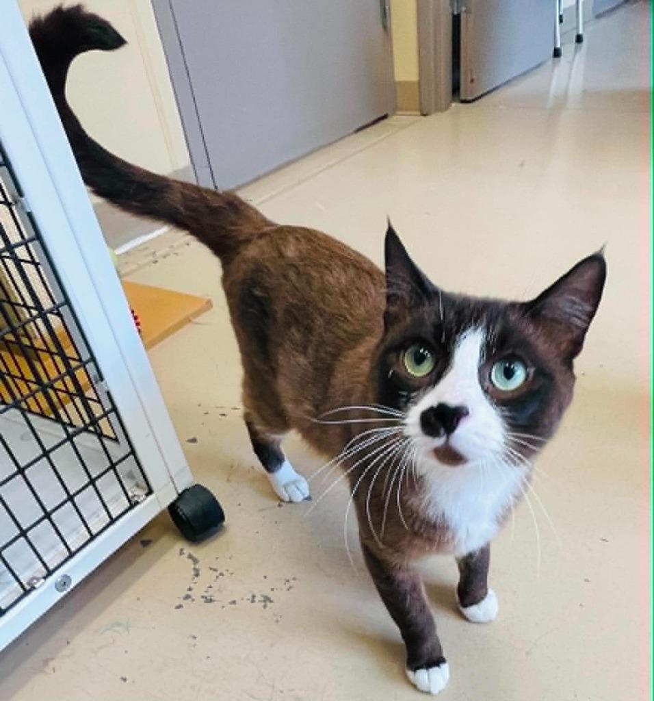 Steve aka brownie, a Adoptable Siamese in Green River, WY image 3/4