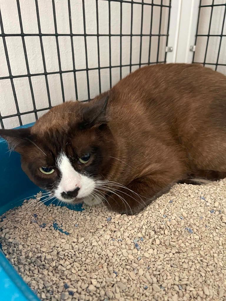 Steve aka brownie, a Adoptable Siamese in Green River, WY image 4/4