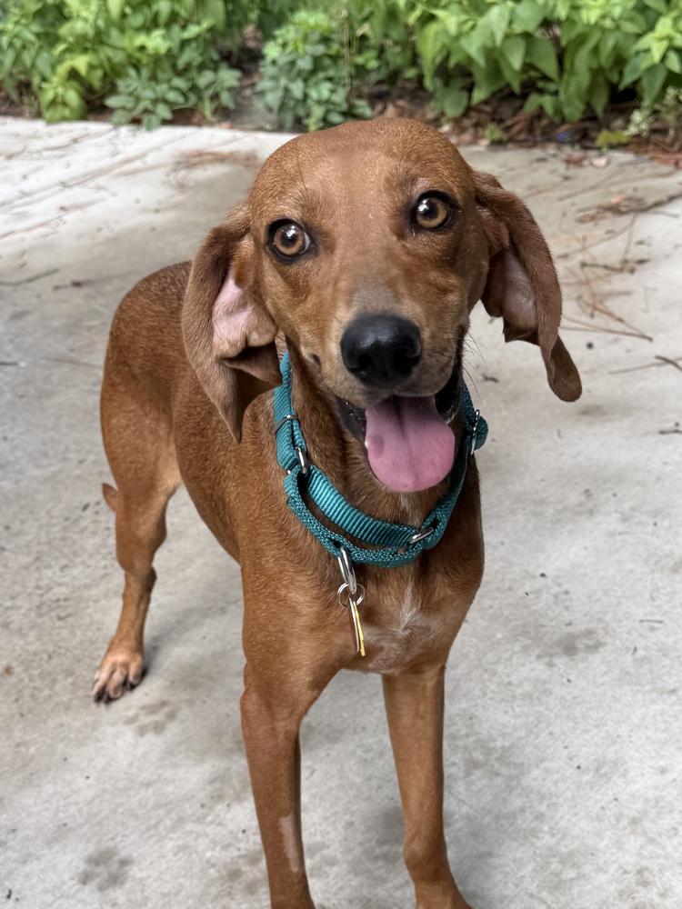 Enlarge Ember, a Adoptable mixed breed in Charleston, SC image 1/6