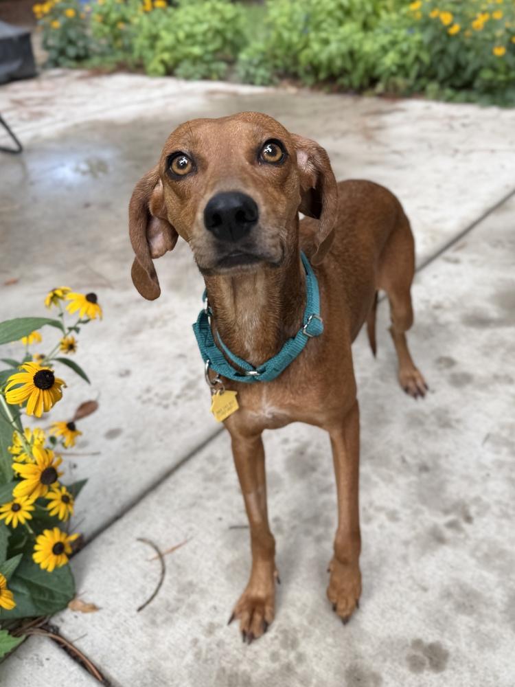 Enlarge Ember, a Adoptable mixed breed in Charleston, SC image 4/6