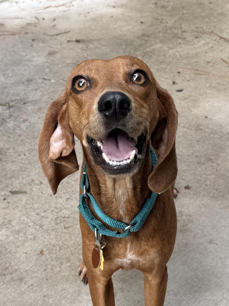 Enlarge Ember, a Adoptable mixed breed in Charleston, SC image 5/6