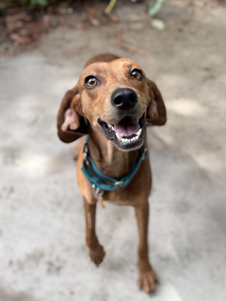 Enlarge Ember, a Adoptable mixed breed in Charleston, SC image 6/6