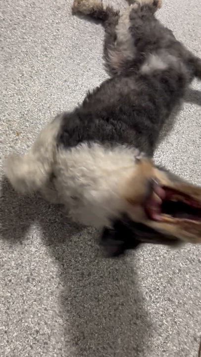 Enlarge Tootsie 51 lbs, a Adoptable mixed breed in Antwerp, OH video 4/5