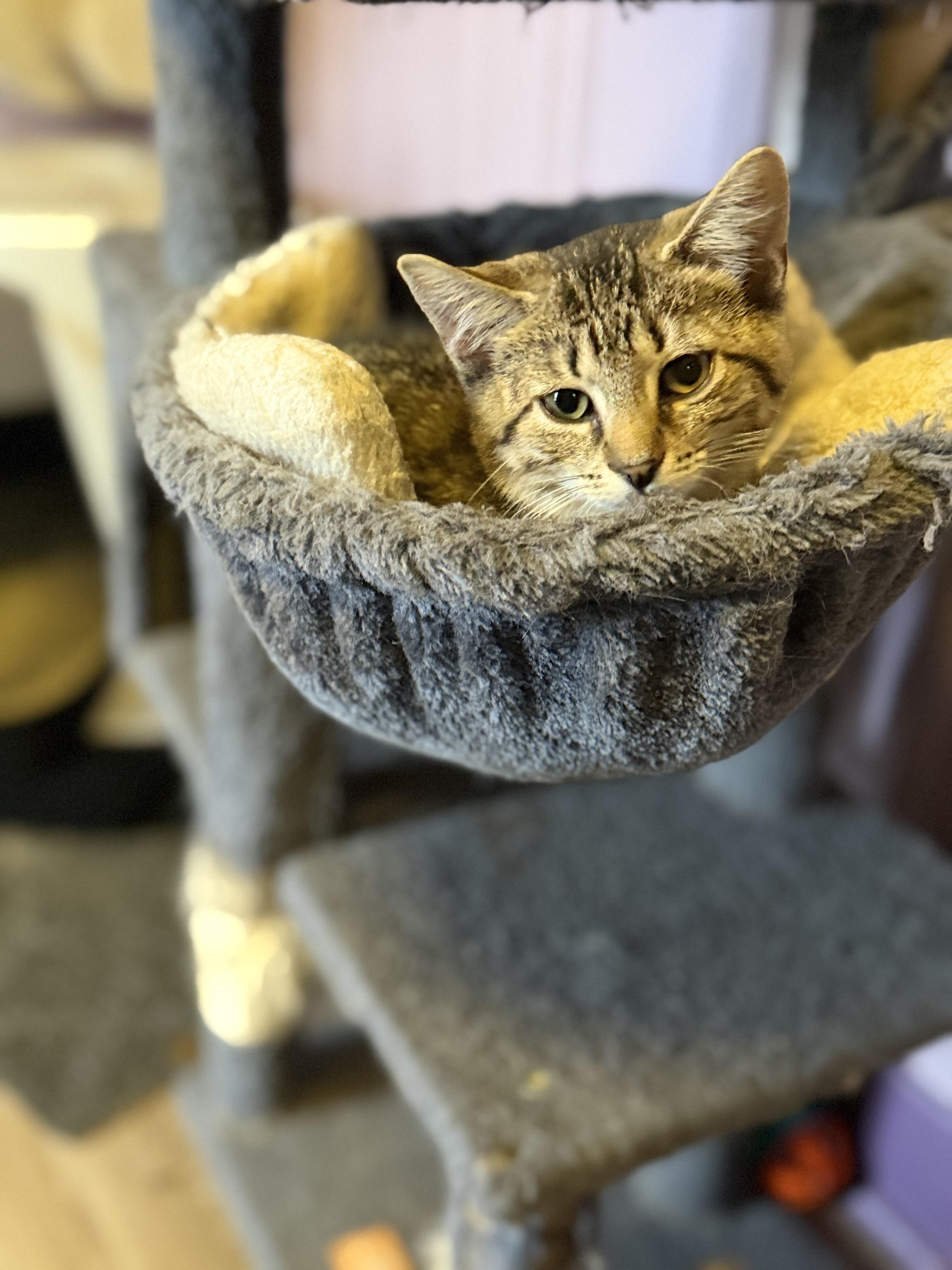 Quill, a ADOPTABLE Domestic Short Hair in West Pittston, PA image 3/3